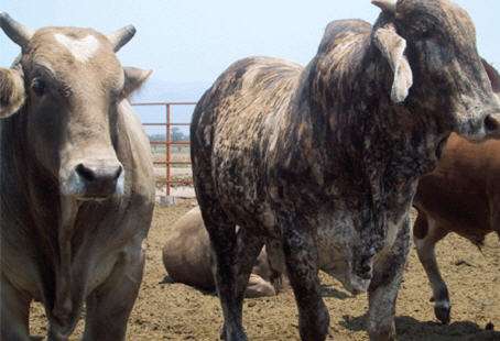 Zebu